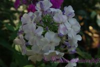 Флокс 'Мечта' / Phlox '' Mechta'