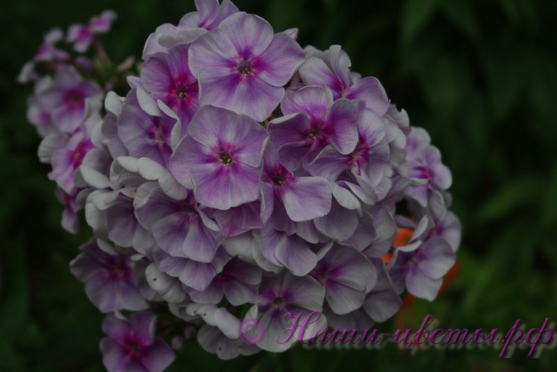 Флокс 'Ярмарка' / Phlox 'Jarmarka'