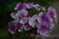 Флокс 'Ярмарка'' / Phlox 'Jarmarka'