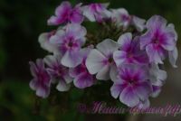 Флокс 'Ярмарка'' / Phlox 'Jarmarka'