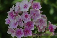 Флокс 'Ярмарка'' / Phlox 'Jarmarka'