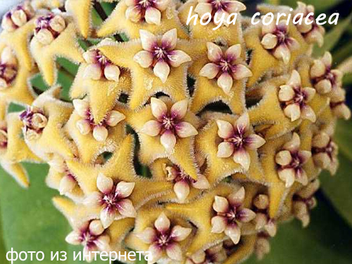 hoya coriacea