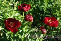 Пион травянистый 'Блэк Бьюти' / Paeonia 'Black Beauty'