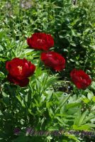 Пион травянистый 'Блэк Бьюти' / Paeonia 'Black Beauty'