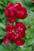 Пион травянистый 'Блэк Бьюти' / Paeonia 'Black Beauty'