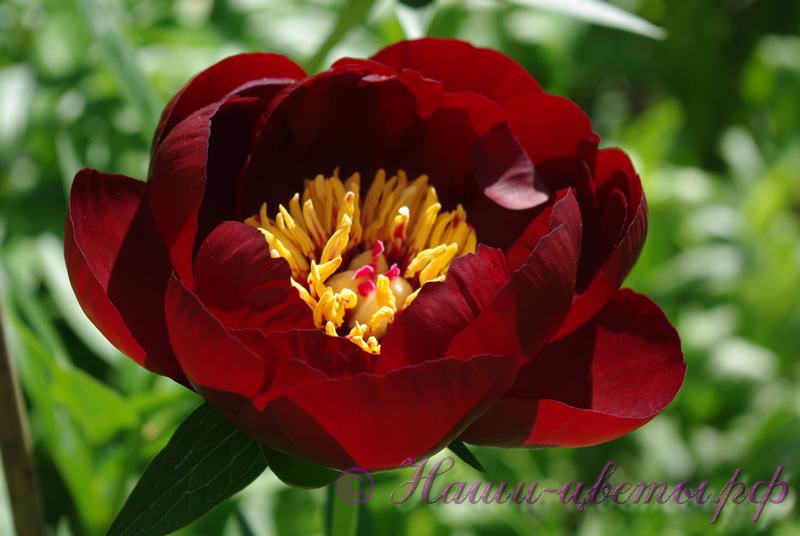 Пион травянистый 'Блэк Бьюти' / Paeonia 'Black Beauty'