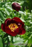 Пион травянистый 'Блэк Бьюти' / Paeonia 'Black Beauty'