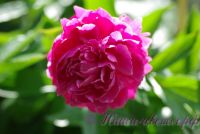 Пион травянистый 'Голубой нефрит' / Paeonia 'Goluboi Nefrit'