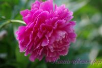 Пион травянистый 'Голубой нефрит' / Paeonia 'Goluboi Nefrit'