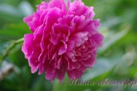 Пион травянистый 'Голубой нефрит' / Paeonia 'Goluboi Nefrit'