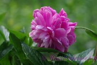 Пион травянистый 'Голубой нефрит' / Paeonia 'Goluboi Nefrit'