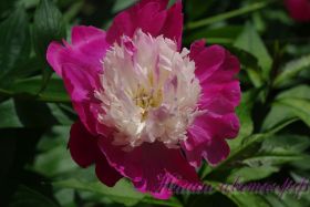 Пион травянистый 'Кора Стаббс' / Paeonia 'Cora Stubbs'