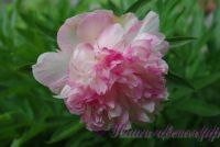 Пион травянистый 'Мутабилис Плена' / Paeonia'Mutabilis Plena'