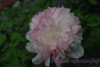 Пион травянистый 'Мутабилис Плена' / Paeonia'Mutabilis Plena'