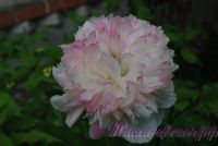 Пион травянистый 'Мутабилис Плена' / Paeonia'Mutabilis Plena'