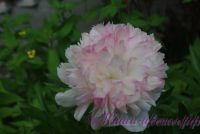 Пион травянистый 'Мутабилис Плена' / Paeonia'Mutabilis Plena'