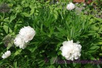 Пион травянистый 'Мутабилис Плена' / Paeonia'Mutabilis Plena'