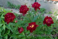 Пион травянистый 'Петер Бранд' / Paeonia 'Peter Brand'