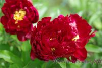 Пион травянистый 'Петер Бранд' / Paeonia 'Peter Brand'