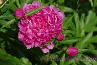 Пион травянистый 'Форель' / Paeonia 'Forel'