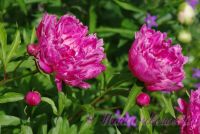 Пион травянистый 'Форель' / Paeonia 'Forel'