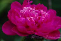 Пион травянистый 'Чери Роял' / Paeonia 'Cherry Royal'