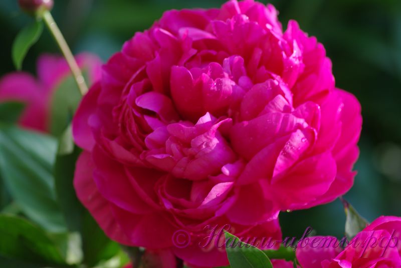 Пион травянистый 'Чери Роял' / Paeonia 'Cherry Royal'