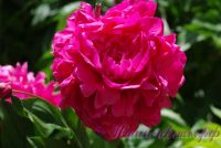 Пион травянистый 'Чери Роял' / Paeonia 'Cherry Royal'