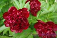 Пион травянистый 'Шоколадный солдатик' / Paeonia 'Chocolate Soldier'