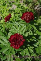 Пион травянистый 'Шоколадный солдатик' / Paeonia 'Chocolate Soldier'