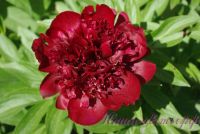 Пион травянистый 'Шоколадный солдатик' / Paeonia 'Chocolate Soldier'