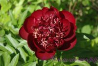 Пион травянистый 'Шоколадный солдатик' / Paeonia 'Chocolate Soldier'