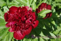 Пион травянистый 'Шоколадный солдатик' / Paeonia 'Chocolate Soldier'