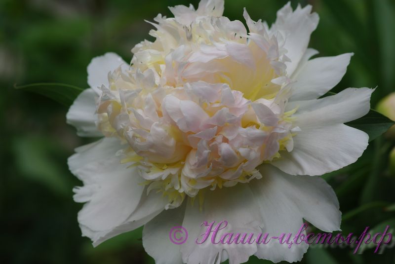 Пион травянистый 'Ханна Голд' / Paeonia 'Honey Gold'