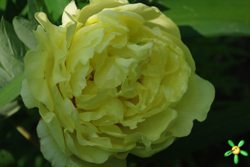 Пион гибридный 'Йеллов Краун' / Paeonia ITOH 'Yellow Crown'