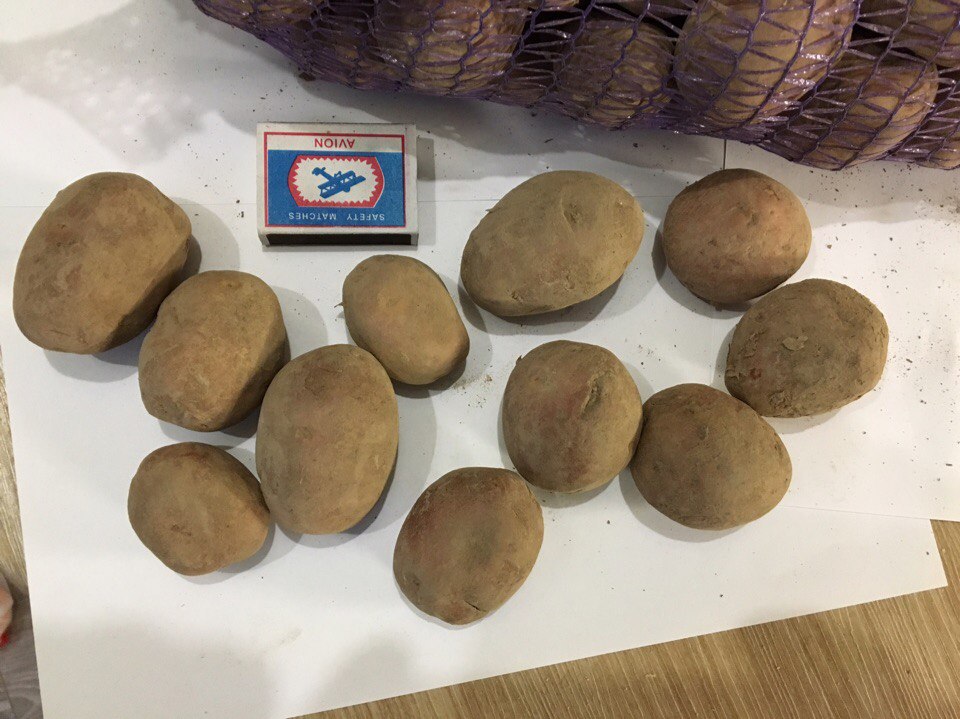 Семенной картофель