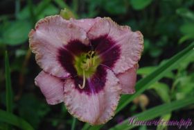 Лилейник 'Авесом Блоссом' / Hemerocallis 'Awesome Blossom'