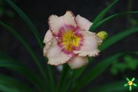 Лилейник 'Спейскоуст Гектор Ай' / Hemerocallis 'Spacecoast Gator Eye'