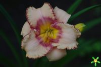 Лилейник 'Спейскоуст Гектор Ай' / Hemerocallis 'Spacecoast Gator Eye'