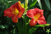 Лилейник 'Чикаго Апачи' / Hemerocallis 'Chicago Apache'