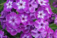 Флокс 'Литтл Лаура' / Phlox 'Little Laura'