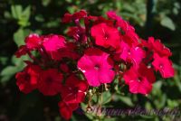 Флокс 'Мисс Мэри' / Phlox 'Miss Mary' (=Mary, =Red Riding Hood )