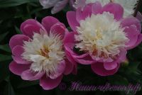 Пион травянистый 'Боул оф Бьюти' / Paeonia 'Bowl of Beauty'