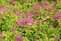 Спирея японская 'Голден Принцесс' / Spiraea japonica 'Golden Priincess'