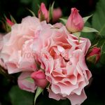 Порселейн Д*Ориент, Дафне (Porcelaine d'Orient, Daphne)