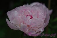 Пион травянистый 'Леди Орчид' / Paeonia 'Lady Orchid'