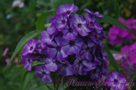 Флокс 'Вий' / Phlox 'Vij'