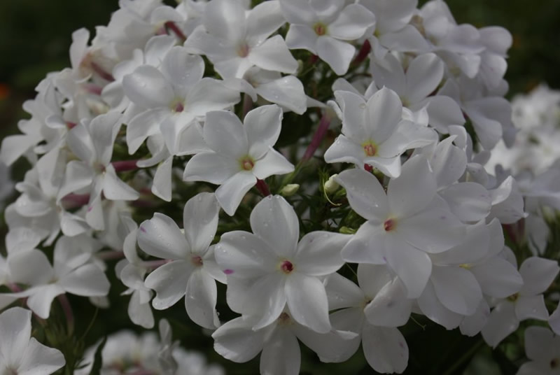 Флокс 'Царевна-Лебедь' / Phlox 'Carevna-Lebed'