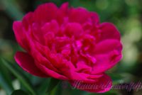 Пион травянистый 'Мадам Годишо' / Paeonia 'Madame Gaudichau'