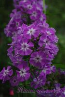 Флокс 'Голиаф' / Phlox 'Goliath'